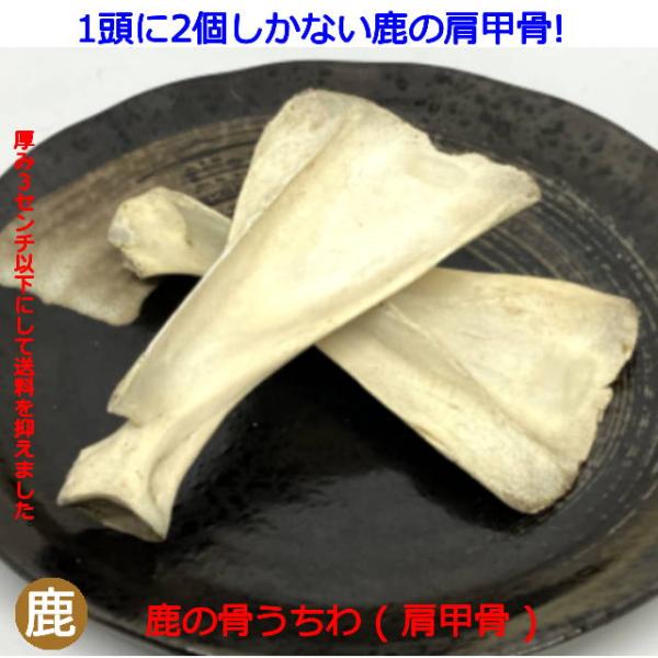 鹿の骨　うちわ(肩甲骨)