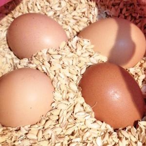 孵卵器用　鶏有精卵10個