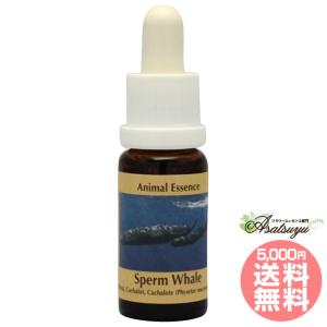 【専用】イルカ(デルフ)2本 PHIエッセンス コルテ フラワーエッセンス 楽天市場】イルカ エッセンス 2本セット《コルテPHIエッセンス