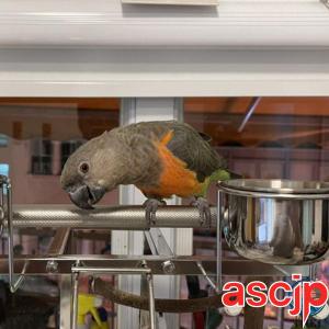 鳥かご?ケージ 豪華な大型オウムケージ、 30...の詳細画像1