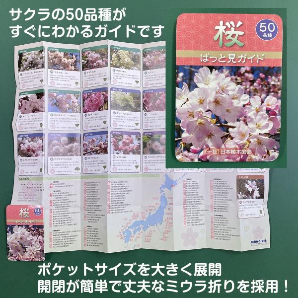 「桜ぱっと見ガイド」 （一社）日本植木協会 ミウラ折りのポケットサイズサクラ図鑑50品種収録 お花見...