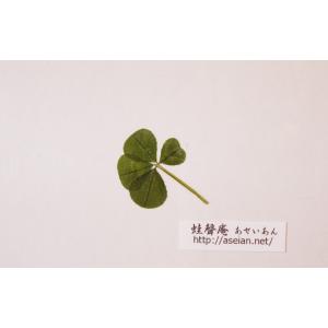 四つ葉のクローバー 押し花の商品一覧 通販 Yahoo ショッピング