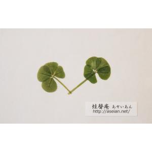 あせいあん　四つ葉と五つ葉のクローバーの押し花 aseian-4-5-2018-0019｜aseian-store