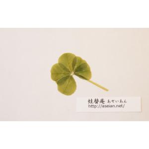 あせいあん　五つ葉のクローバーの押し花　aseian-5-2018-0003｜aseian-store