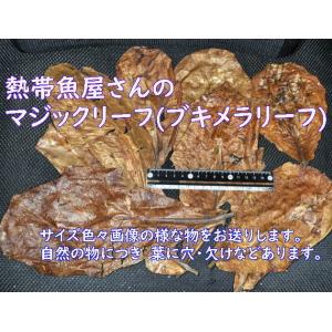 マジックリーフ（1袋約30g）送料無料 ビーシュリンプやベタの水作りに