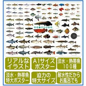 魚 リアル イラスト 楽器 手芸 コレクション の商品一覧 通販 Yahoo ショッピング