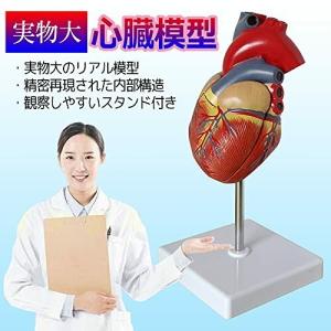 心臓 立体模型 楽器 手芸 コレクション の商品一覧 通販 Yahoo ショッピング