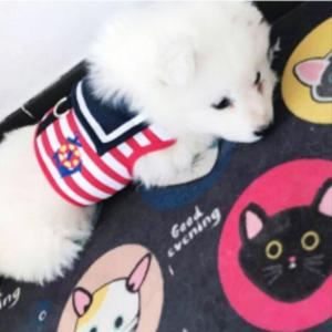 犬 ハーネス 安全 帯 リード セット ペット...の詳細画像1
