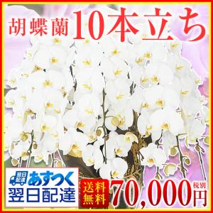 【胡蝶蘭】★胡蝶蘭10本立ち★70,000円(税別)/胡蝶蘭/お祝い/送料無料/開店/開院/合格/当選/就任/周年/開院【中国・四国地方※配送不可地域】