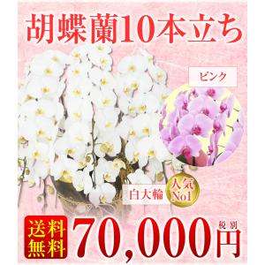 【胡蝶蘭】★胡蝶蘭10本立ち★70,000円(...の詳細画像1
