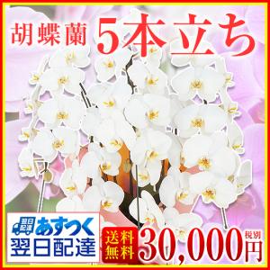 【胡蝶蘭】★胡蝶蘭5本立ち★30,000円(税別)/胡蝶蘭/お祝い/お供え/送料無料/誕生日/花/ギフト【中国・四国地方※配送不可地域】｜ashigara