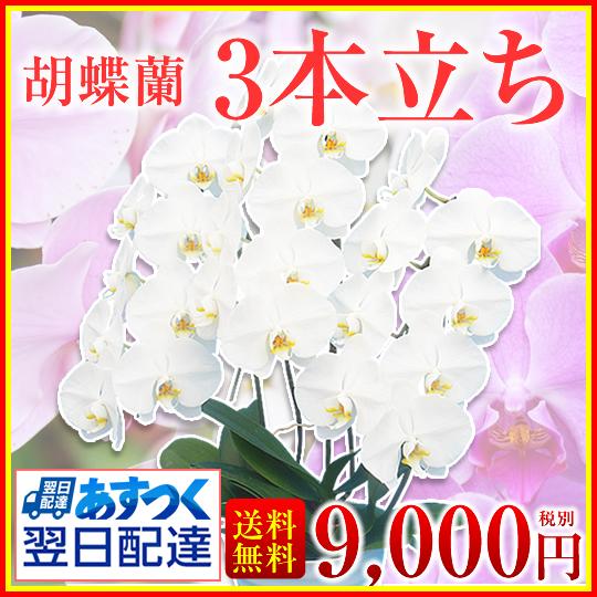 【胡蝶蘭】★胡蝶蘭3本立ち★9,000円(税別)/胡蝶蘭/お祝い/お供え/送料無料/誕生日/花/ギフ...