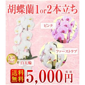 【胡蝶蘭】★胡蝶蘭1本立ち★5,000円(税別...の詳細画像1