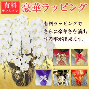 【胡蝶蘭】★胡蝶蘭1本立ち★5,000円(税別...の詳細画像2