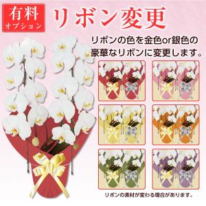 【胡蝶蘭】★胡蝶蘭1本立ち★5,000円(税別...の詳細画像4