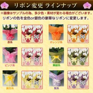【胡蝶蘭】★胡蝶蘭1本立ち★5,000円(税別...の詳細画像5