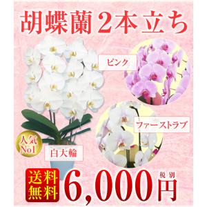 【胡蝶蘭】★胡蝶蘭2本立ち★6,000円(税別...の詳細画像1