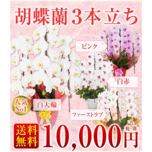 【胡蝶蘭】★胡蝶蘭3本立ち★10,000円(税...の詳細画像1