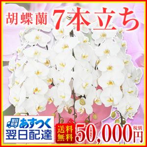 【胡蝶蘭】★胡蝶蘭7本立ち★50,000円(税別)/胡蝶蘭/お祝い/送料無料/開店/開院/合格/当選/就任/周年/開院【中国・四国地方※配送不可地域】
