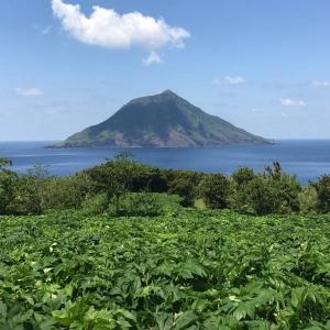 青汁 八丈島産 明日葉 青汁 アシタバ 100...の詳細画像5