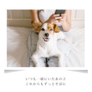 金属アレルギー 対応 遺骨ペンダント ペット ...の詳細画像2