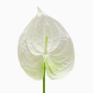 メール便対応 アジアン 造花 アンスリウム 3...の詳細画像5