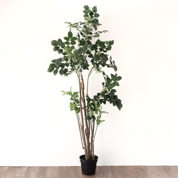 ポリシャス ポリスキアス フェイクグリーン 高さ200cm 造花 観葉植物 94135