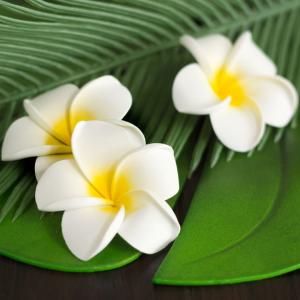 メール便対応 プルメリア アジアン 造花 スタ...の詳細画像3