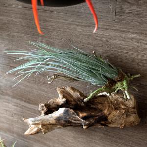 アスカ商会 【P5倍中 12/02 09:59迄】 造花 グリーン 多肉植物