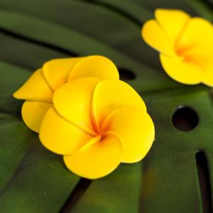 メール便対応 プルメリア造花 花びら丸タイプ ...の詳細画像3