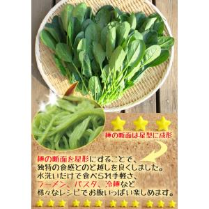 雑穀こんにゃく麺(ほうれん草麺)こんにゃく麺 ...の詳細画像1