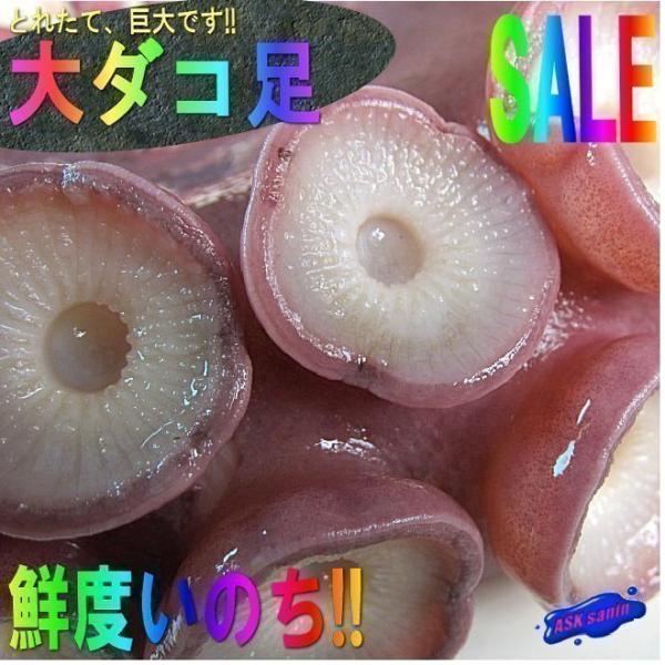 お刺身用「タコ足1本、1.5〜2kg」巨大、山陰境港産．．．特大・極太な 1本！！