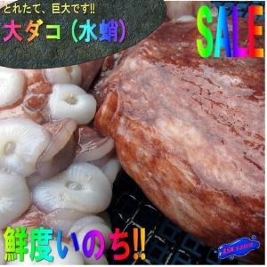 巨大・お刺身用 「大タコ(ミズダコ)9kg以上」... シャブシャブもGOOD、とれたて直送！！