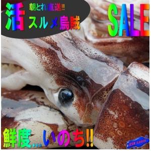 お刺身用、スルメイカ20〜25杯で4kg位　するめ　スルメ　烏賊　いか　真烏賊　マイカ　