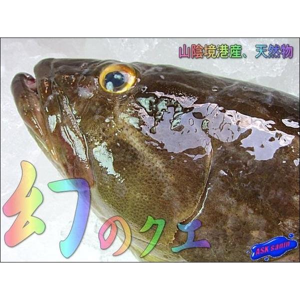 幻の高級魚　クエ1尾1.5〜2kg　くえ　あら　アラ　九絵　クエマス　アオナ　モロコ　