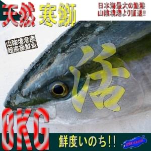 【鮮度抜群】「天然ブリ7-8kg」山陰境港、朝どれ直送！！｜ask-sanin