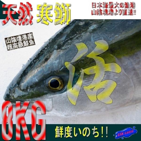 【鮮度抜群】「天然ブリ8-9kg」山陰境港、朝どれ直送！！
