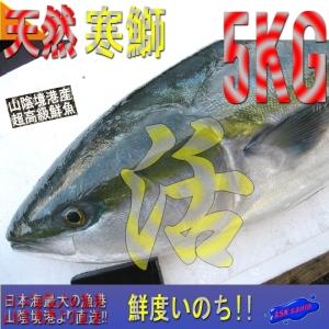 【鮮度抜群】「天然ブリ10-11kg」山陰境港、朝どれ直送！！｜ask-sanin