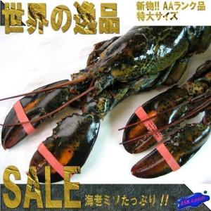 特大生オマール1匹400〜450g(活冷凍) おまーる ろぶすたー ロブスター