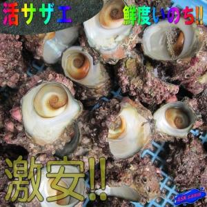 漁師が素潜りで採った活さざえ5kg詰め、50個程度　さざえ　栄螺　サザエ