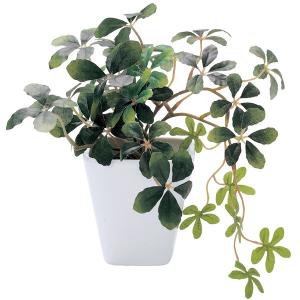 ソース画像を表示