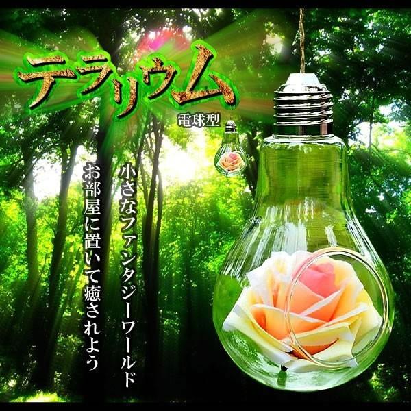 テラリウム 電球 癒し 生物 飼育 ガラス ペット 植物 ET-TERRA01 爆買
