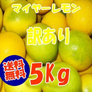 熊本産,訳ありマイヤーレモン,５Ｋｇ  （国産レモン,九州、熊本より）