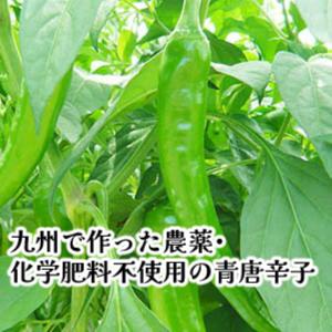 青唐辛子味噌 125g 発汗作用 ビタミンA ...の詳細画像2