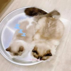ひんやり 暑さ対策 猫 ねこ鍋 接触冷感 ベッ...の詳細画像3