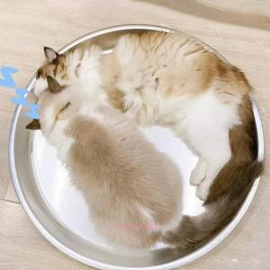 ひんやり 暑さ対策 猫 ねこ鍋 接触冷感 ベッ...の詳細画像4