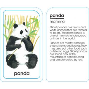 フラッシュカード:ANIMALS OF ALL...の詳細画像1