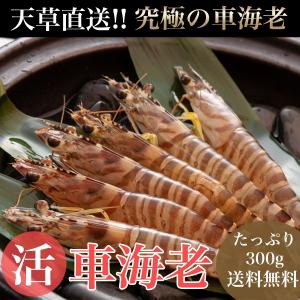 海老の宮川車海老 活き車エビ/Lサイズ約300g 約10〜14尾入 送料無料 えび 刺身 車エビ 活車海老 活きエビ お歳暮 ギフト