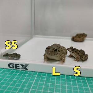 活エサ ヌマガエル Mサイズ 胴長3~4cm ...の詳細画像2