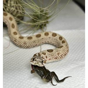 活エサ ヌマガエル Mサイズ 胴長3~4cm ...の詳細画像3